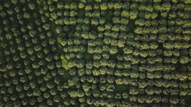 Pattern of mango tree rows in a large scale mountain farm, Cambodia