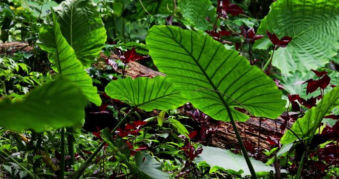 The taro plant in the mountains of Taiwan has large, glossy green leaves covered with water droplets, highlighting the clear veins and the moist texture characteristic of tropical plants.