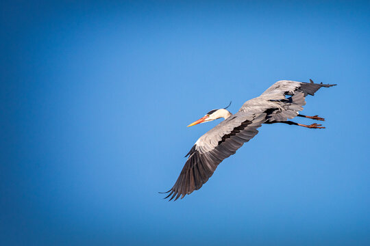 Grey heron gliding with its wings fully extended. The adult bird is showing off its feathers while flying on a sunny day