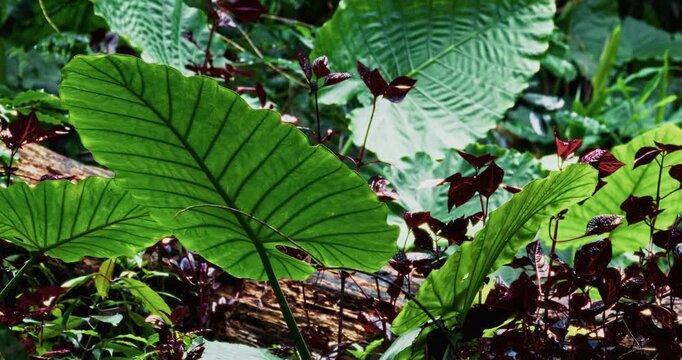 The taro plant in the mountains of Taiwan has large, glossy green leaves covered with water droplets, highlighting the clear veins and the moist texture characteristic of tropical plants.