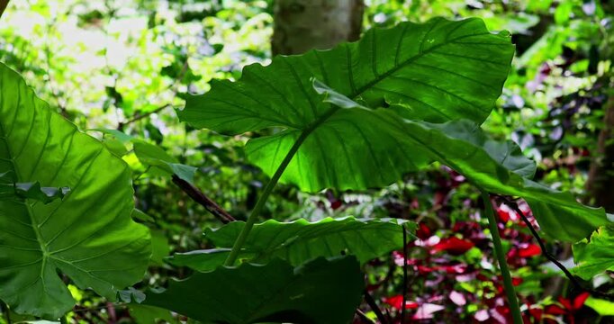 The taro plant in the mountains of Taiwan has large, glossy green leaves covered with water droplets, highlighting the clear veins and the moist texture characteristic of tropical plants.