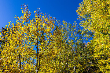 Obraz premium Beautiful autumn landscape seen from Cathedral Spires Trail at Custer State Park in South Dakota.