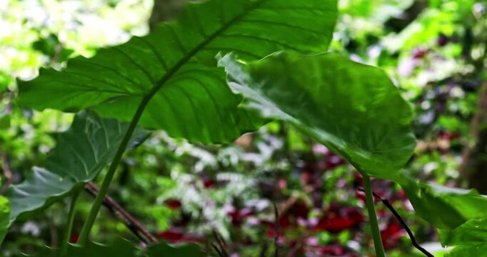 The taro plant in the mountains of Taiwan has large, glossy green leaves covered with water droplets, highlighting the clear veins and the moist texture characteristic of tropical plants.