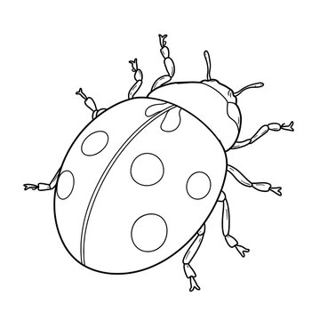 Drawn ladybug with defined round spots on its wings and various intricate legs and antennae