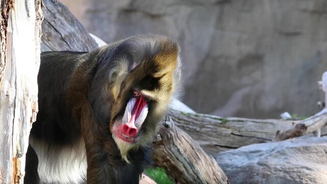 mandrill close up walking showing fangs (ape monkey wildlife photography) captive zoo travel sphinx