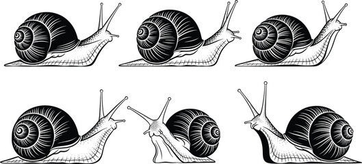 Snail illustration set in vintage engraving style, black and white garden snail drawings isolated on white background, detailed nature animal vector collection © miss