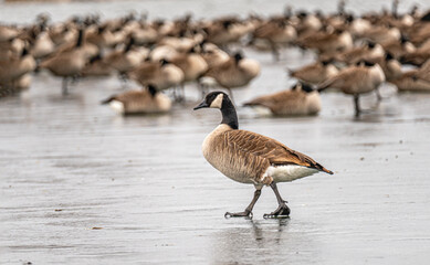 The scenic views of the Canadian geese in the frozen lake of Ada Hayden in Ames, Iowa, US.