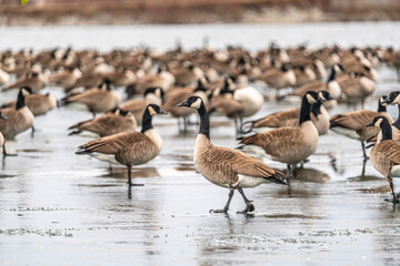 The scenic views of the Canadian geese in the frozen lake of Ada Hayden in Ames, Iowa, US.