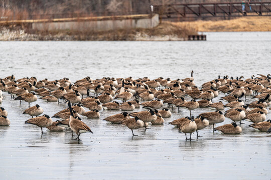 The scenic views of the Canadian geese in the frozen lake of Ada Hayden in Ames, Iowa, US.