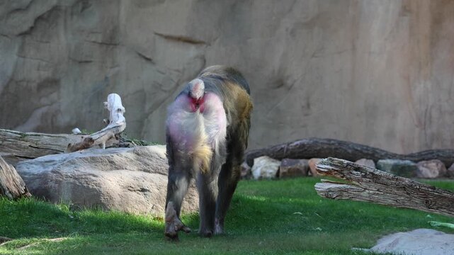 mandrill close up walking showing fangs (ape monkey wildlife photography) captive zoo travel sphinx