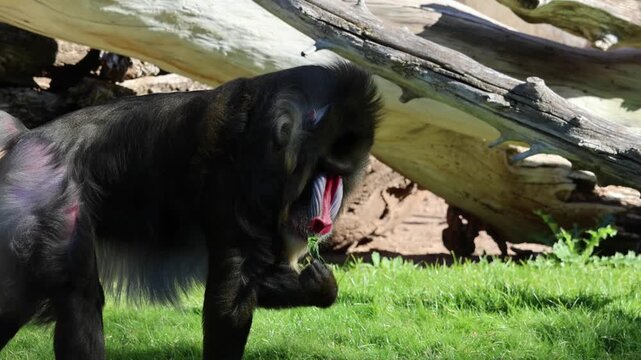 mandrill close up walking showing fangs (ape monkey wildlife photography) captive zoo travel sphinx