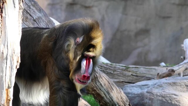 mandrill close up walking showing fangs (ape monkey wildlife photography) captive zoo travel sphinx