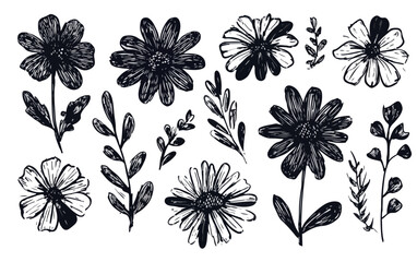 Obraz premium Handgezeichnete schwarze Blumen und Blätter auf transparentem Hintergrund, Skizzenstil.