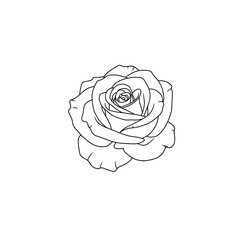 Elegant Rose Flower Outline Vector Illustration. Hand Drawn Detailed Botanical Sketch in Linear Style for Wedding, Beauty, and Logo Design.