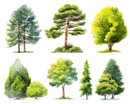 Sechs verschiedene Baumillustrationen in Aquarelltechnik mit transparentem Hintergrund, ideal f&uuml;r Designs.