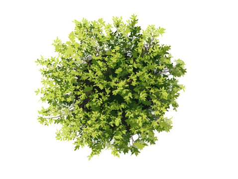 Gr&uuml;ner Baum von oben isoliert auf wei&szlig;em Hintergrund, transparente Datei f&uuml;r Design und Architektur.