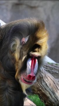 mandrill close up walking showing fangs (ape monkey wildlife photography) captive zoo travel sphinx