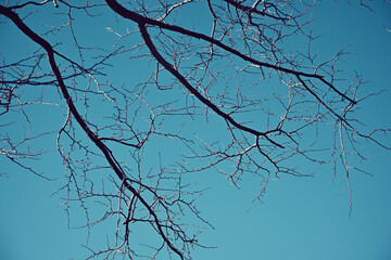 冬枯れした木々