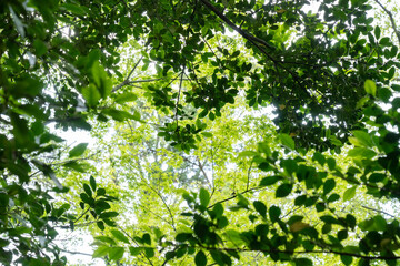 見上げた木々の葉っぱ