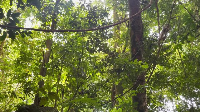 Squirrel monkey in the Costa Rican rainforest. Monkeys jumping among the rainforest trees.