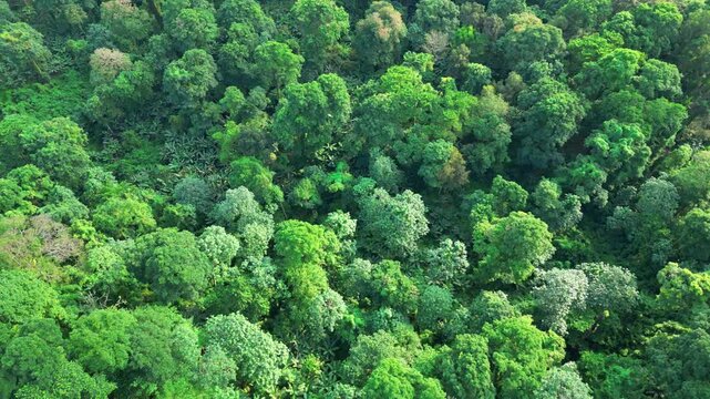 Bird's-eye view of the untouched forest of Pr&iacute;ncipe Island. With dense vegetation and an equatorial climate, it is considered a true natural paradise.S&atilde;o Tom&eacute;,Africa