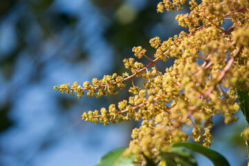 Close up of Mango flower,Mango blossom on tree