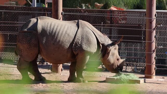 one horned rhino eating in a zoo endangered large animal with hooves horn body armor close up wildlife fauna photography visit travel feed feeding eat grass graze safari rhinoceros phoenix