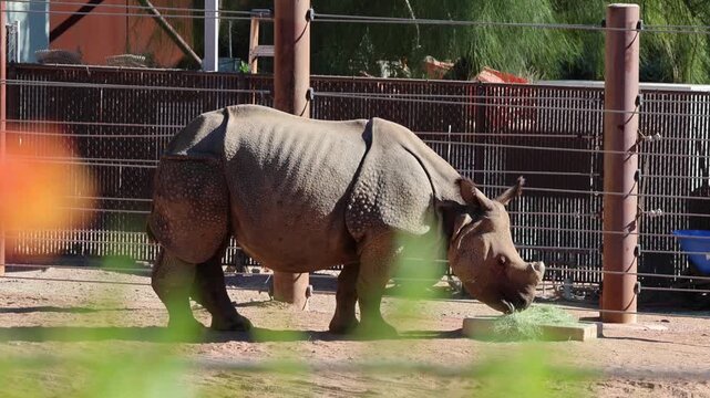 one horned rhino eating in a zoo endangered large animal with hooves horn body armor close up wildlife fauna photography visit travel feed feeding eat grass graze safari rhinoceros phoenix