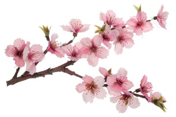 Obraz premium Pink cherry blossoms delicate flower spring.