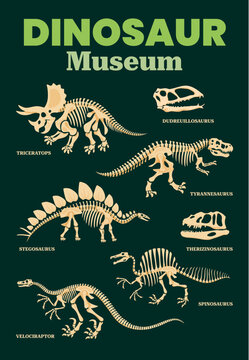Dinosaur skeleton fossil or dino bones museum board. Triceratops, stegosaurus and velociraptor, tyrannosaurus, spinosaurus and therizinosaurus skeletons, skulls of dudreuillosaurus and therizinosaurus
