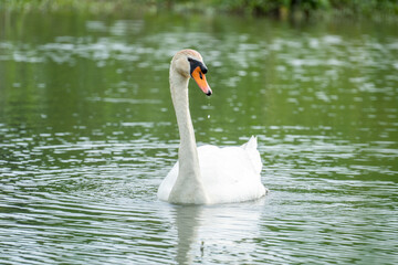 手賀沼に浮かぶコブハクチョウ