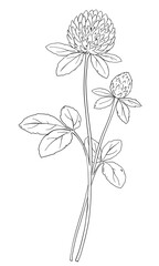 Wild Clover Flower Branch Botanical Illustration. Elegant wild flower branch with buds and leaves in minimal line art style	