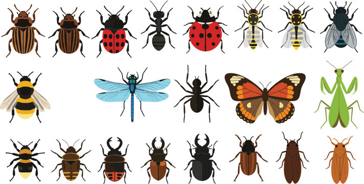 Collection of flat insect and bug vector illustrations featuring butterfly ladybug bee ant dragonfly praying mantis and various beetles for nature education