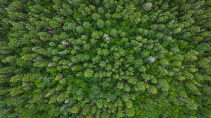 summert forest from above