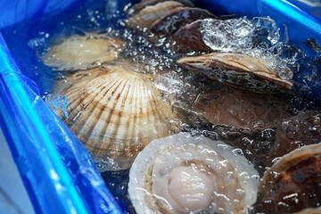 Fresh oyster shells in a container in water. The morning catch at the fish market. Close-up.