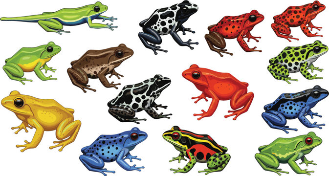 Colorful poison dart frog collection vector illustration set with various species of tropical exotic amphibians for educational biology posters and wildlife designs