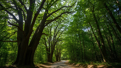 Tree-lined road in a forest with sunlight filtering through the leaves