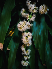 Blooming Dracaena Fragrans flowers on tree in garden