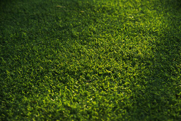 Artificial green grass field texture with warm sunlight background