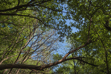Bottom up view of green tree branches against blue sky