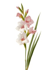  vintage botanical herbarium illustration