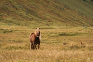 Fototapeta premium Icelandic Horse Standing in Open Field
