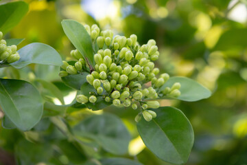 Close-up of numerous green, tightly clustered flower buds on a tree branch