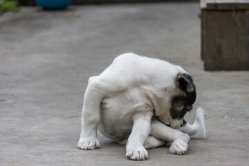 Cute Puppy Scratching Itself on Concrete
