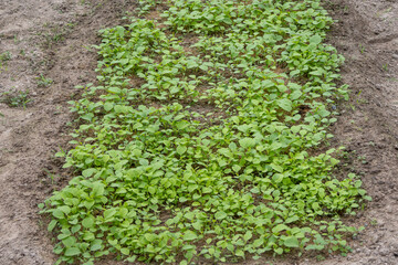 Extensive Vegetable Field with Forest Backdrop background