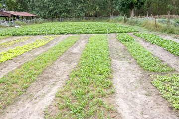 Extensive Vegetable Field with Forest Backdrop background