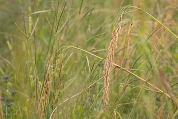 golden rice ears ready for harvest, surrounded by wild grasses and a soft, natural