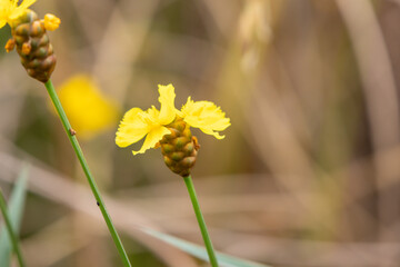 Bright Yellow Wildflower Against a Soft Brown Background