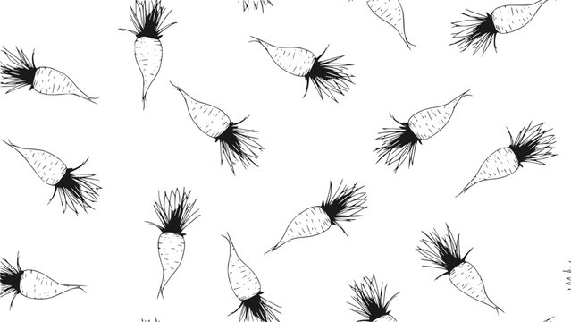 Chicory root pattern vector background, hand drawn botanical sketch, vintage line art drawing style for herbal packaging, medicine 

