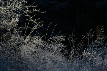 Frost on bushes in winter in Alaska